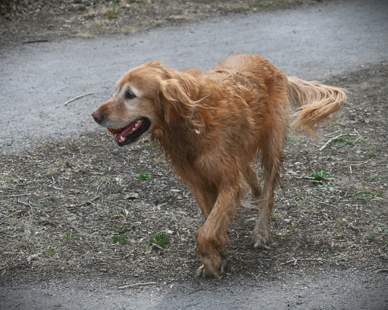 Dog training in San Ramon, CA: how to choose the right kind of help for your dog