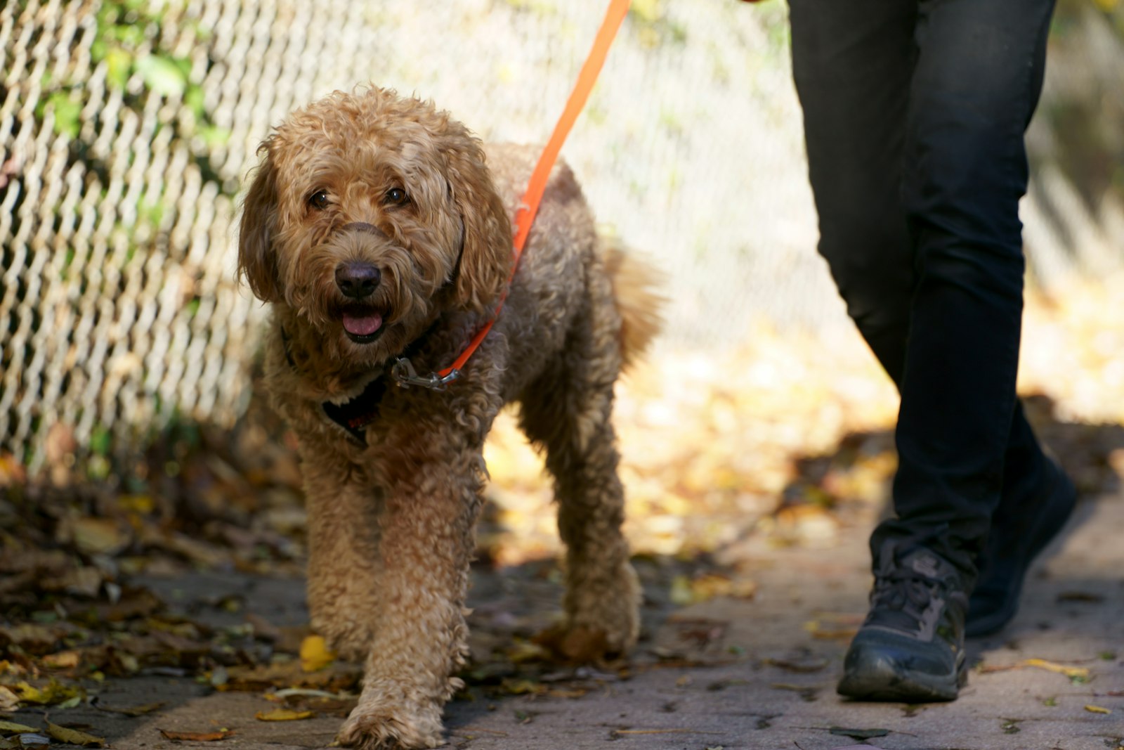 Dog training in San Ramon, CA: building a dog who fits real life